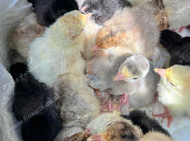 Turkey chicks available (free delivery)