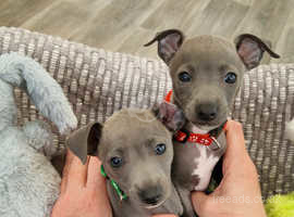 1 LEFT -AVALIBLE THIS WEEKEND ( red collar) beautiful male, Iggies, both blue looking for their forever hoomans.