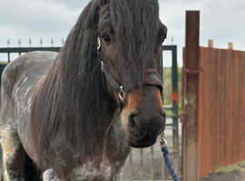 16.1 5 YO BELGIUN DRAFT STALLION