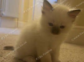Ragdoll kittens