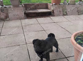 Black boy pug