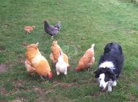 Good home required for lovely flock of mixed chickens