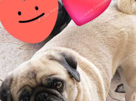 Female pug