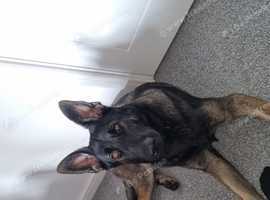 12month old German shepherd x Belgian malinos