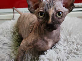 Last girl sphynx left with vaccination