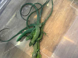 Gastropholis prasina