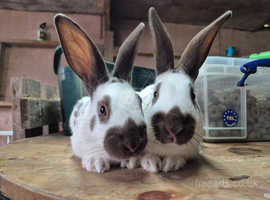 Chocolate English rabbits