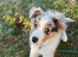 Australian Shepherd Blue Merle Puppy - 3 Months