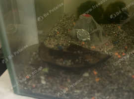 Goldfish fish