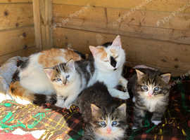 Tabby kittens available