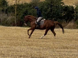 16.2h 8 year old Irish sport horse gelding