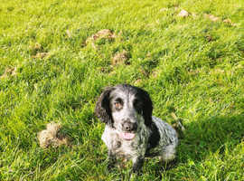 Blue Roan Cocker Spaniel 6 Months Old in Carlisle on Freeads ...