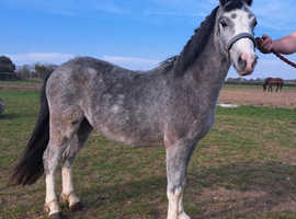 Welsh Section A Gelding