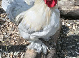 Bantams In West Yorkshire Chickens For Sale Rehome Freeads