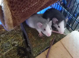 Baby pet rats for sale hot sale near me