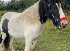 6 year old cob gelding