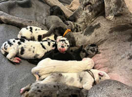 Great dane puppies kc registered