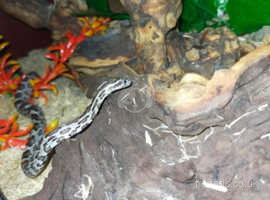 Around 2 and half year old male corn snake