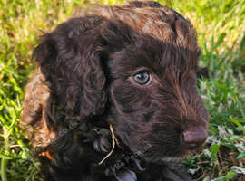8 beautifully marked sproodles