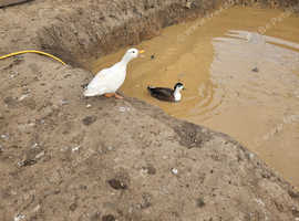 Hen call ducks wanted