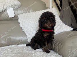Toy poodle for sale
