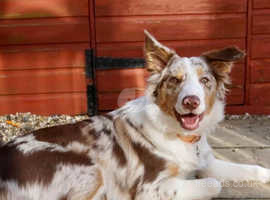 Gorgeous Red Merle female