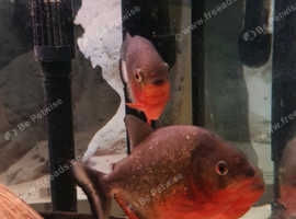 red belly piranahs