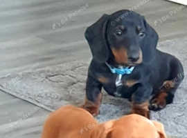 Dachshund puppies boys and girls