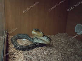 Carpet python