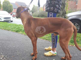 Rhodesian ridgeback cross great hot sale dane puppies for sale