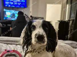 Loving nervous dog