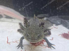 Beautiful green axolotl ( male)