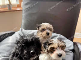Black Biewer terrier Girl