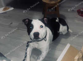 female staffy for sale