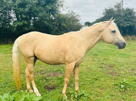 Gorgeous palomino AQHA dual registered