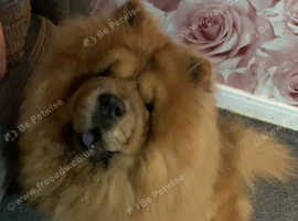 Pocket best sale chow chow