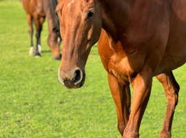 Powerful fun thoroughbred