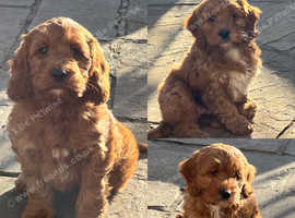 Irish doodle puppies