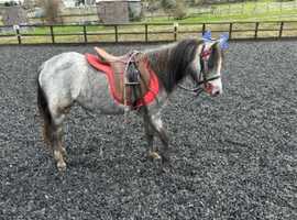 Reg section B mare
