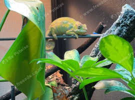 Male panther chameleon