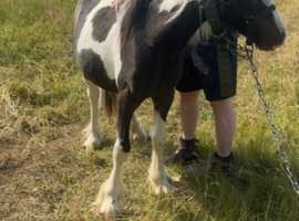 Clydsdale cross cob