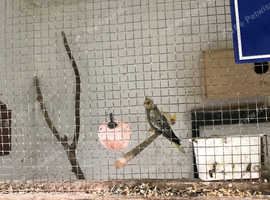 Cockatiels and budgies for sale