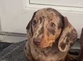 Merle Dachshund female puppy
