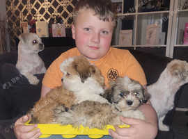 Stunning lhasa apso puppies
