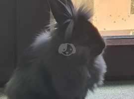 Lionhead Rabbit - Indoors & Litterbox Trained