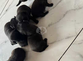 Black Pug Puppies Ready To Leave 4th May In Stoke On Trent On Freeads
