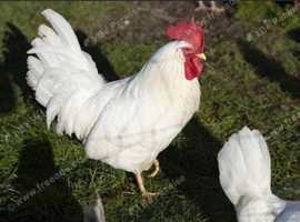 2 White Leghorn Layers free to good home