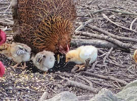 6 Hatching eggs wyandotte / sussex