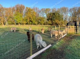 Starter herd of female alpacas