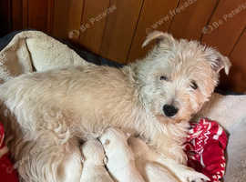 West highland terriers